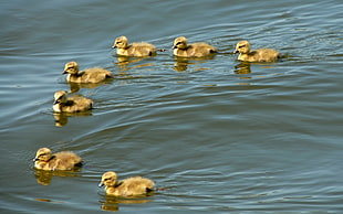 several yellow ducks on body water